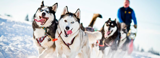 Катание на хаски в Барнауле. Ultra Подарки. Катание на хаски в Барнауле. Попробуйте Катание на хаски. Сервис: UltraPodarki.ru 8 800 505 95 30. Катание на хаски Барнаул, Катание на хаски в Барнауле, хаски, животные в Барнауле, 