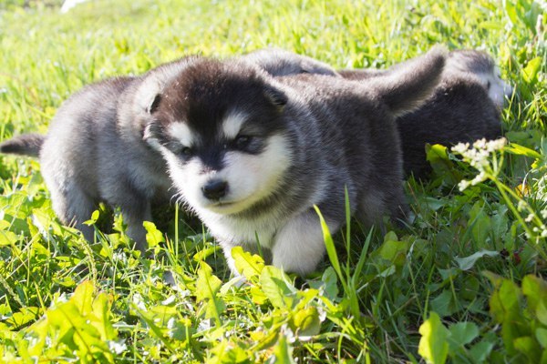 Катание на хаски в Барнауле. Ultra Подарки. Катание на хаски в Барнауле. Попробуйте Катание на хаски. Сервис: UltraPodarki.ru 8 800 505 95 30. Катание на хаски Барнаул, Катание на хаски в Барнауле, хаски, животные в Барнауле, 