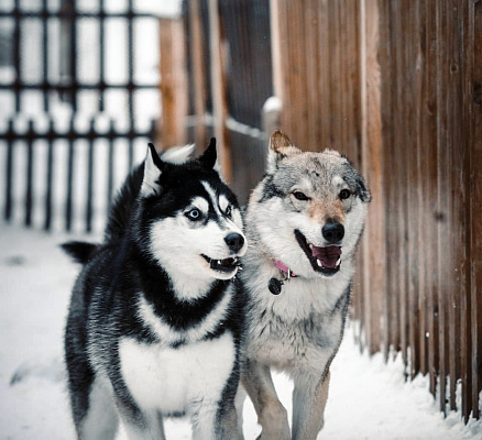 Катание на хаски в Барнауле. Ultra Подарки. Катание на хаски в Барнауле. Попробуйте Катание на хаски. Сервис: UltraPodarki.ru 8 800 505 95 30. Катание на хаски Барнаул, Катание на хаски в Барнауле, хаски, животные в Барнауле, 