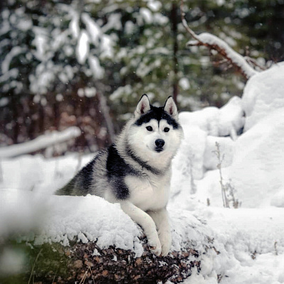 Катание на хаски в Барнауле. Ultra Подарки. Катание на хаски в Барнауле. Попробуйте Катание на хаски. Сервис: UltraPodarki.ru 8 800 505 95 30. Катание на хаски Барнаул, Катание на хаски в Барнауле, хаски, животные в Барнауле, 