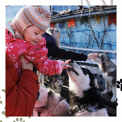 Катание на хаски в Барнауле. Ultra Подарки. Катание на хаски в Барнауле. Попробуйте Катание на хаски. Сервис: UltraPodarki.ru 8 800 505 95 30. Катание на хаски Барнаул, Катание на хаски в Барнауле, хаски, животные в Барнауле, 