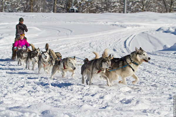 Катание на хаски в Барнауле. Ultra Подарки. Катание на хаски в Барнауле. Попробуйте Катание на хаски. Сервис: UltraPodarki.ru 8 800 505 95 30. Катание на хаски Барнаул, Катание на хаски в Барнауле, хаски, животные в Барнауле, 
