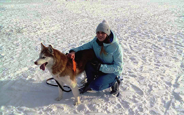 Катание на хаски в Барнауле. Ultra Подарки. Катание на хаски в Барнауле. Попробуйте Катание на хаски. Сервис: UltraPodarki.ru 8 800 505 95 30. Катание на хаски Барнаул, Катание на хаски в Барнауле, хаски, животные в Барнауле, 