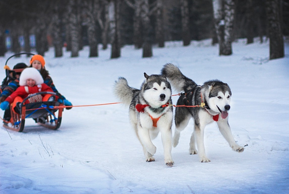 Катание на хаски в Барнауле. Ultra Подарки. Катание на хаски в Барнауле. Попробуйте Катание на хаски. Сервис: UltraPodarki.ru 8 800 505 95 30. Катание на хаски Барнаул, Катание на хаски в Барнауле, хаски, животные в Барнауле, 