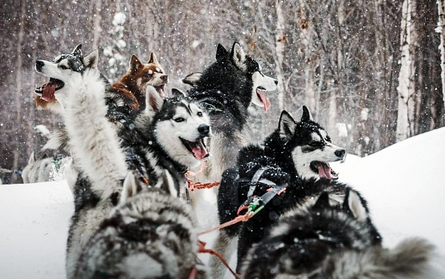 Катание на хаски в Барнауле. Ultra Подарки. Катание на хаски в Барнауле. Попробуйте Катание на хаски. Сервис: UltraPodarki.ru 8 800 505 95 30. Катание на хаски Барнаул, Катание на хаски в Барнауле, хаски, животные в Барнауле, 