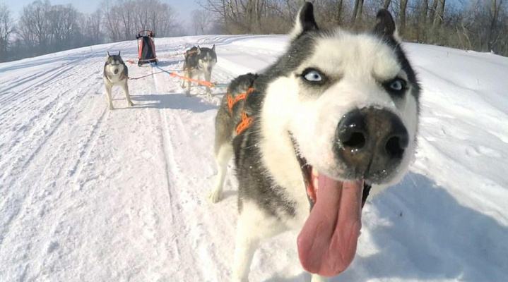 Катание на хаски в Барнауле. Ultra Подарки. Катание на хаски в Барнауле. Попробуйте Катание на хаски. Сервис: UltraPodarki.ru 8 800 505 95 30. Катание на хаски Барнаул, Катание на хаски в Барнауле, хаски, животные в Барнауле, 