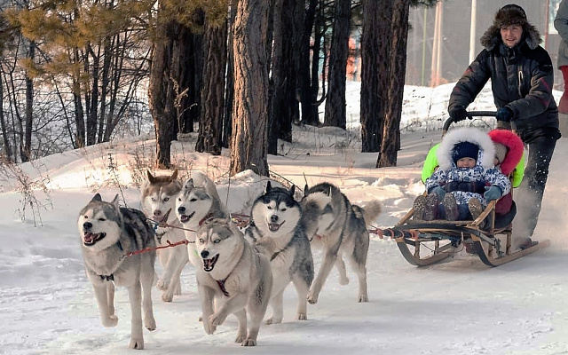 Катание на хаски в Барнауле. Ultra Подарки. Катание на хаски в Барнауле. Попробуйте Катание на хаски. Сервис: UltraPodarki.ru 8 800 505 95 30. Катание на хаски Барнаул, Катание на хаски в Барнауле, хаски, животные в Барнауле, 