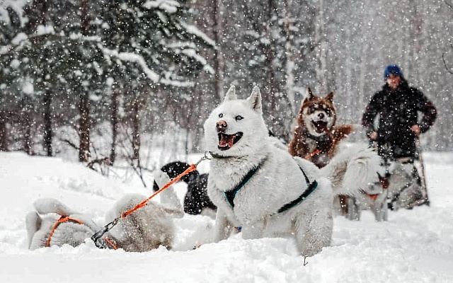 Катание на хаски в Барнауле. Ultra Подарки. Катание на хаски в Барнауле. Попробуйте Катание на хаски. Сервис: UltraPodarki.ru 8 800 505 95 30. Катание на хаски Барнаул, Катание на хаски в Барнауле, хаски, животные в Барнауле, 
