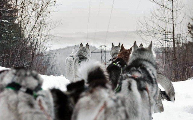 Катание на хаски в Барнауле. Ultra Подарки. Катание на хаски в Барнауле. Попробуйте Катание на хаски. Сервис: UltraPodarki.ru 8 800 505 95 30. Катание на хаски Барнаул, Катание на хаски в Барнауле, хаски, животные в Барнауле, 