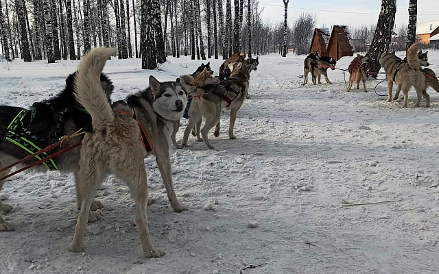 Катание на хаски в Барнауле. Ultra Подарки. Катание на хаски в Барнауле. Попробуйте Катание на хаски. Сервис: UltraPodarki.ru 8 800 505 95 30. Катание на хаски Барнаул, Катание на хаски в Барнауле, хаски, животные в Барнауле, 