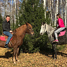 Конная прогулка для двоих в Барнауле. Подарочные сертификаты Ultra Подарки. Купить оригинальный подарок или подарочный сертификат на Конная прогулка для двоих в Барнауле. Сервис UltraPodarki.ru 8-800-505-9530. Катание на лошадях, Прогулка на лошади, Прогулка на лошадях для двоих, Конная прогулка для двоих, конный клуб, Конный клуб, конная прогулка, конная прогулка в Барнауле